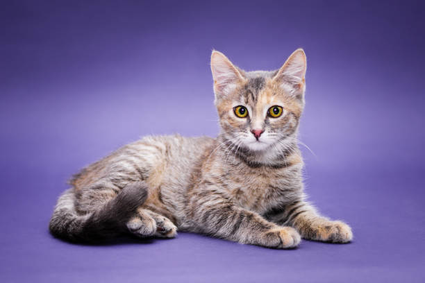 Cute stripped kitten. Purple background