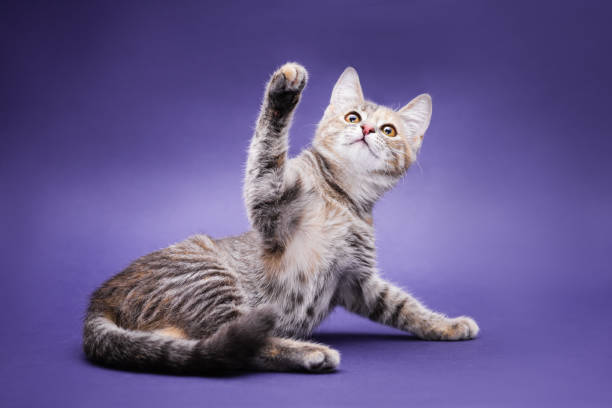 Cute stripped kitten. Purple background