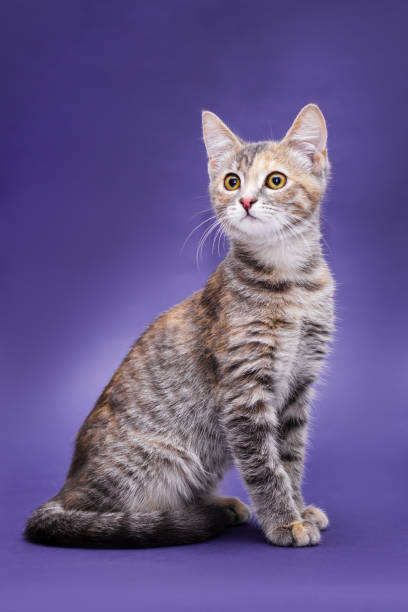istock Cute stripped kitten. Purple background 1186905848