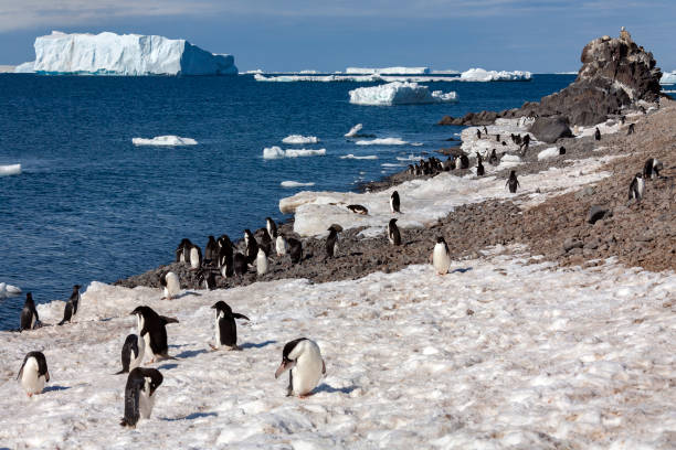 istock Adelie penguin colony - Antarctica 1186905935