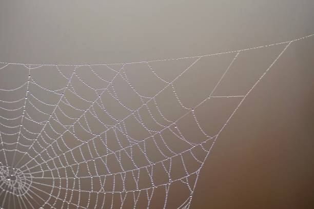 istock drops on the spider web in autumn 1186906333