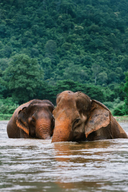 istock Asian Elephant in a nature at deep forest in Thailand 1186906439