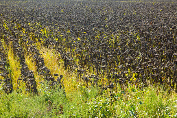 Image of fields of sunflowers in Romania.