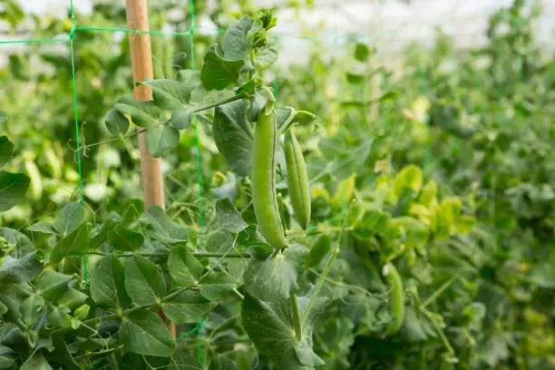 Peas plants carefully growing in rows at glasshouse farm