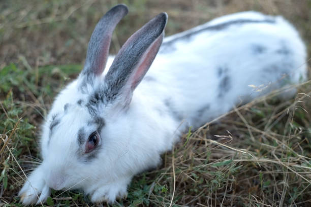 istock white fluffy home rabbit sitting in the grass 1186907179