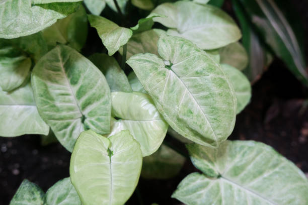 istock Background from green leaves. Natural texture. 1186909572
