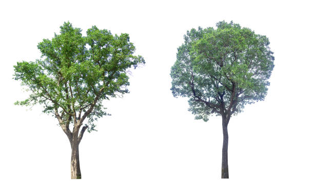 istock collections green tree isolated. green tree  isolated on white background. 1186910644
