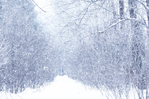 istock Winter snowy day in a beautiful forest 1186910801
