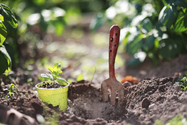 istock Small sprout for landing in the ground in hands 1186911179