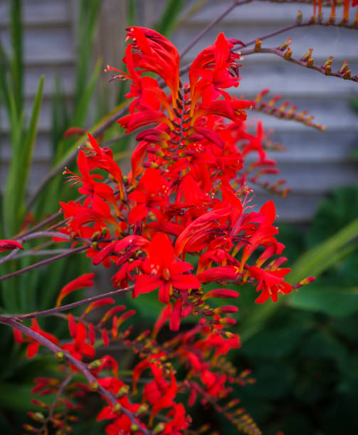 istock red Crocosmia Lucifer in garden. Selective focus. 1186911835