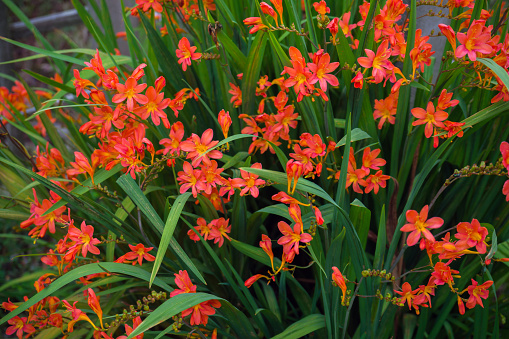 Flowering pink Stargazer lily plant growing from bulb