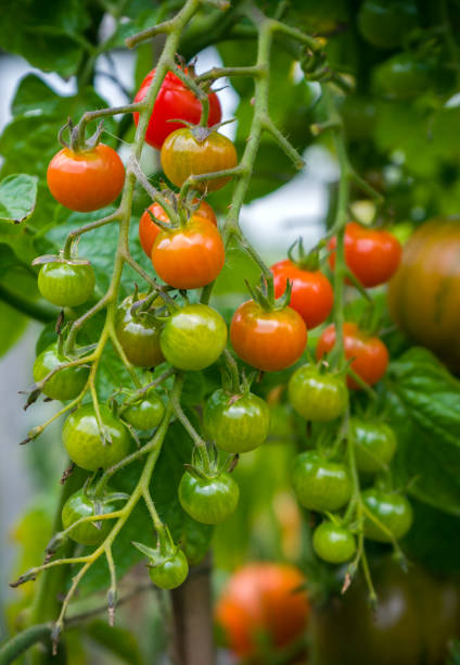 istock Homegrown cherry tomatoes on vine in garden. 1186911878