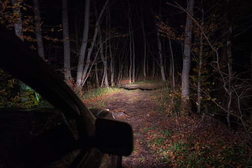 Car headlamp light in night forest