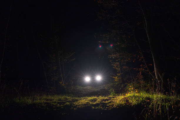 Car headlamp light in night forest stock photo