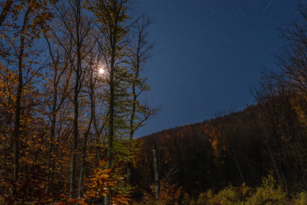 Mysterious autumn forest in the moonlight
