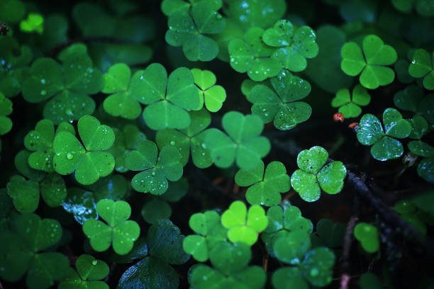istock Background from plant clover four leaf. Irish traditional symbol. St.Patrick 's Day. 1186912507