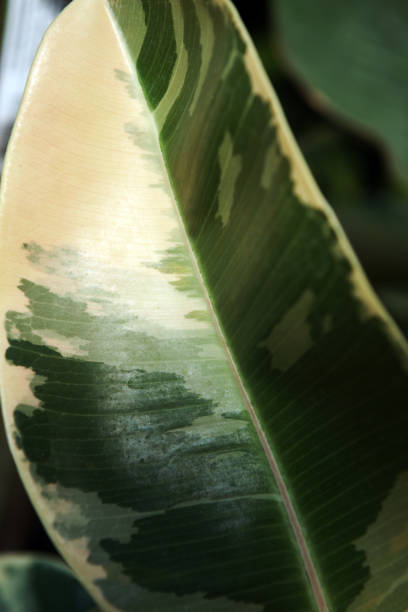 istock Leaf of exotic a 'Ficus Elastica 1186913679