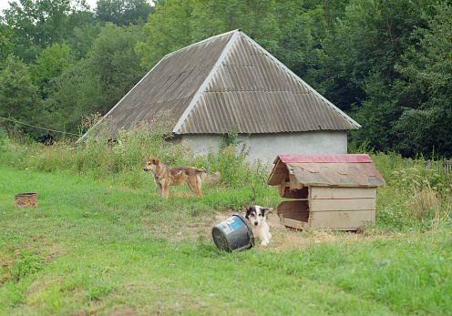 Two dogs near booth in the village