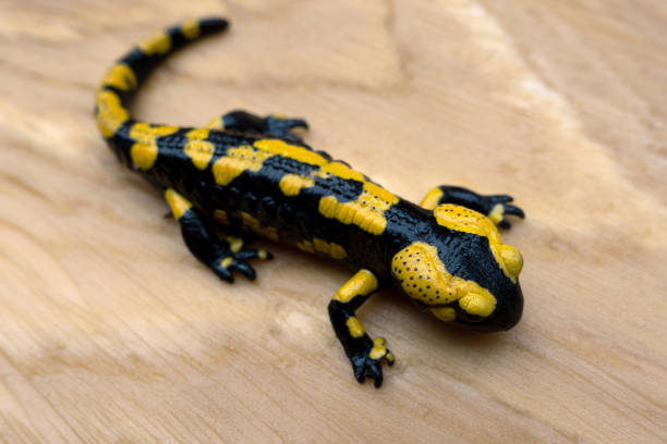 istock Fire salamander sitting on wood 1186914799