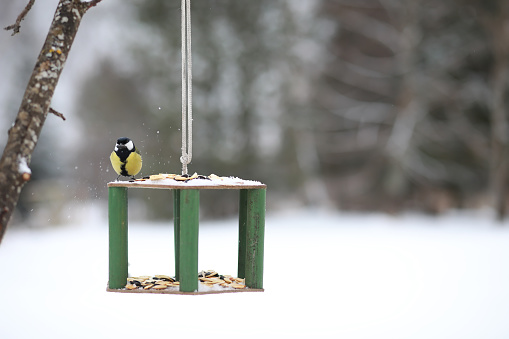 Little titmouse on the trough eats seeds. Winter bird.