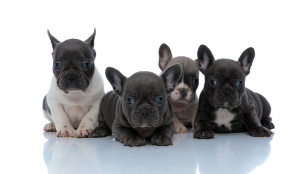 istock Dutiful French bulldog cubs looking forward interested 1186914932