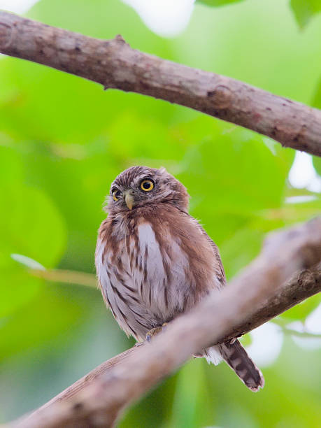 istock A Pacific Pygmy Owl perches on a branch 1186917237