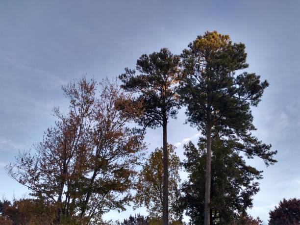 istock The Trees Of Time 1186917602