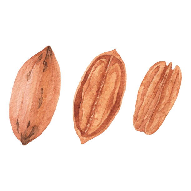 수채화 피칸 - pecan nut isolated protein stock illustrations