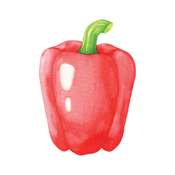 ilustrações de stock, clip art, desenhos animados e ícones de watercolor red bell pepper - pimento
