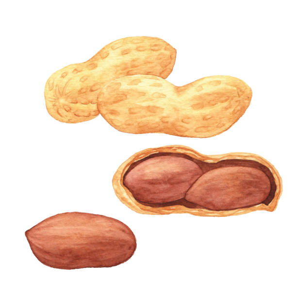 aquarell erdnüsse - nut cracked roasted food stock-grafiken, -clipart, -cartoons und -symbole