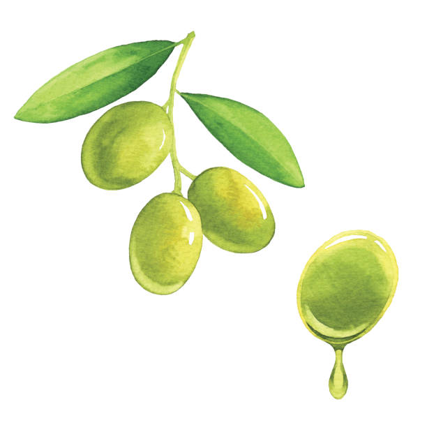 оливки акварели - olive olive branch leaf vector stock illustrations