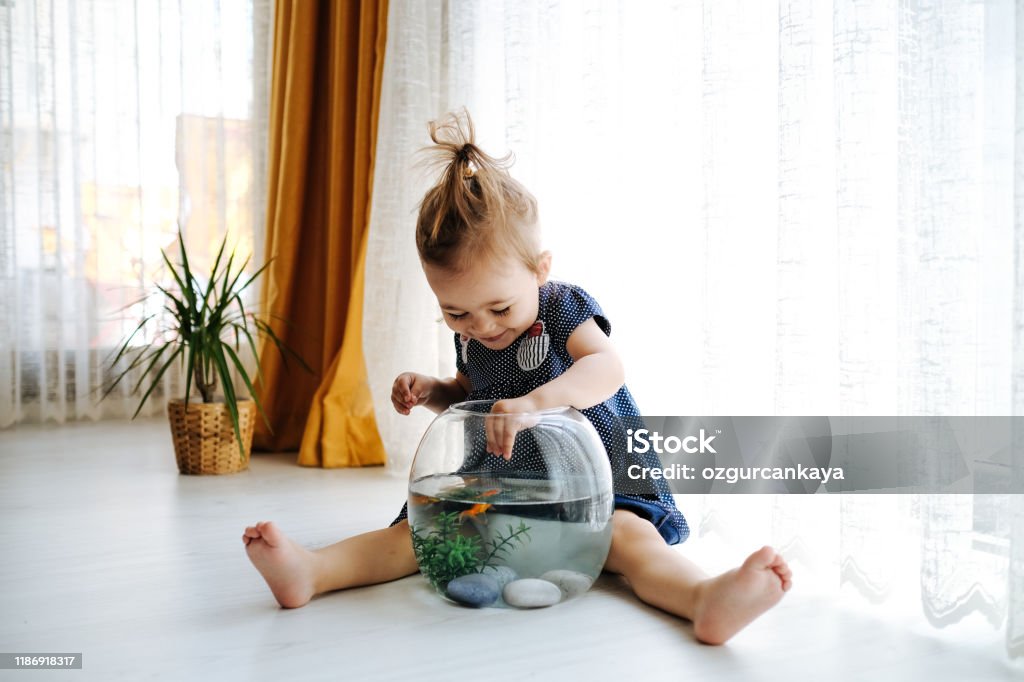 Cute child is feeding his goldfish Fish Stock Photo