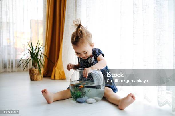 Cute Child Is Feeding His Goldfish Stock Photo - Download Image Now - Fish, Child, Pets