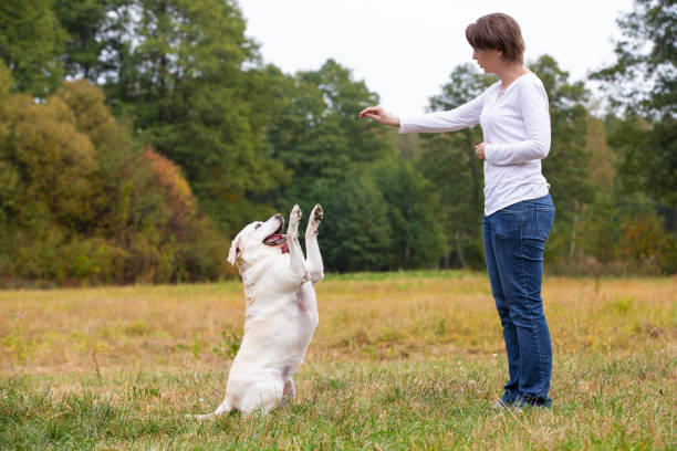 istock Woman training a Labrador Retriever dog breed 1186919372
