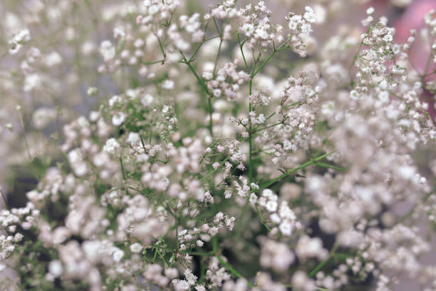 istock beautiful white flower blossom bouquet 1186919857
