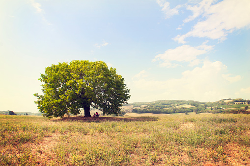 Beautiful single beech tree in remote position in meadow with \nnot recognizable mother and daughter or son under the tree