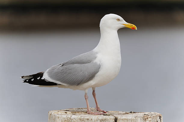 istock Seagull looking to the right. 118692090