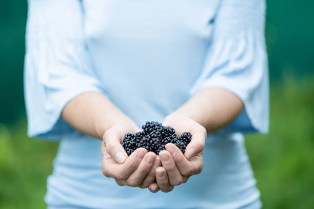 A vibrant close-up of a fresh blueberry held between a woman’s fingers, with a plate of waffles topped with blueberries softly blurred in the background.