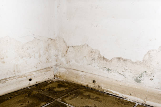 빗물 이나 바닥 난방 시스템 홍수, 손상을 일으키는, 페인트와 곰 팡이 박리. - mold basement house wet 뉴스 사진 이미지