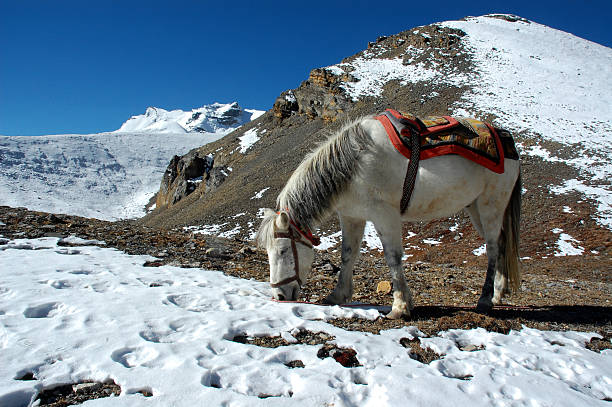 istock Horse, Thorung La area 118692269