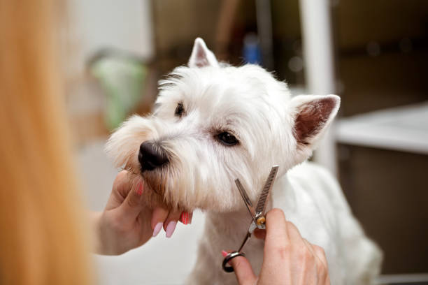 West highland white terrier at hairdresser stock photo