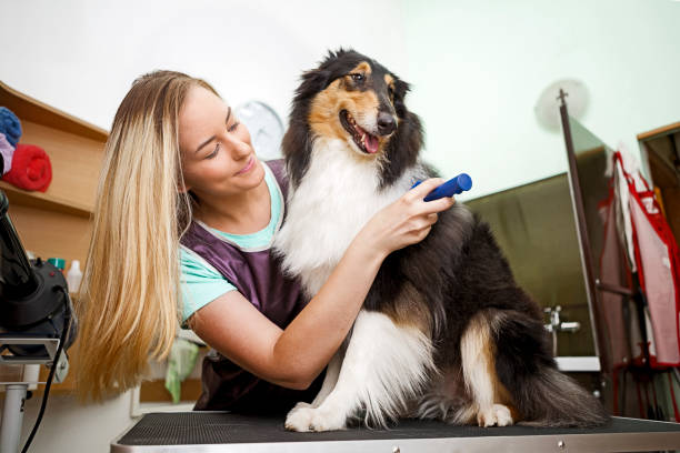 istock Dog Groomer with Rough Collie dog 1186923005