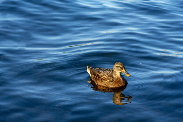 istock single duck and water waves floating in the river at treptower park 1186923313