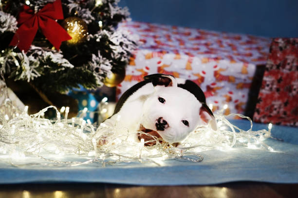 piccolo cucciolo carino con orecchie divertenti che mordeno ghirlanda elettrica sullo sfondo natalizio. l'elettricità è un pericolo per gli animali domestici - cane morde coda foto e immagini stock