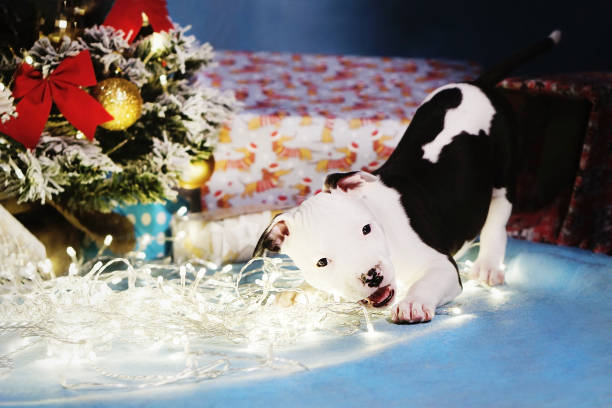 piccolo simpatico cucciolo divertente che morde ghirlanda elettrica sullo sfondo natalizio - cane morde coda foto e immagini stock
