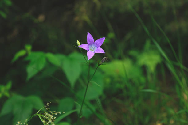 The lilac flowers of the forest campanula. Blurred summer forest background.
