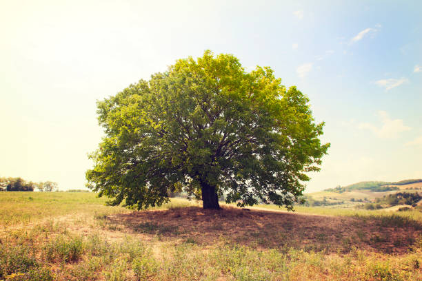 beau arbre simple de hêtre dans la position éloignée dans le pré - beech tree photos photos et images de collection