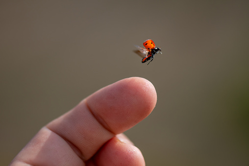 Red lady bug background. Insect flying from  finger