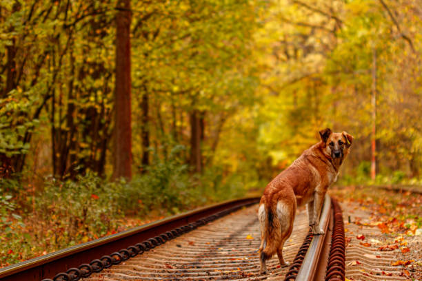 istock Autumn forest through which an old tram rides (Ukraine) and red dog 1186924676