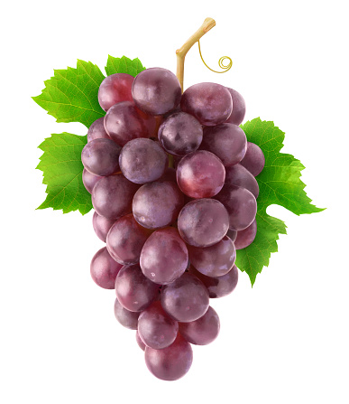 Isolated grapes. Hanging cluster of red grapes isolated on white background with clipping path